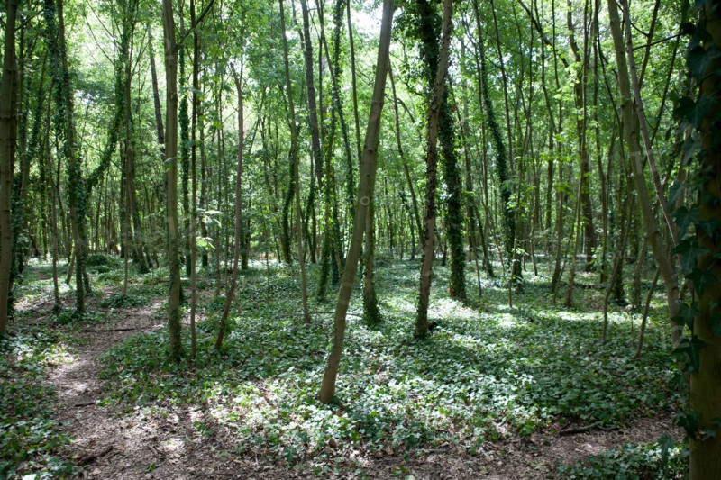 Bois De Boulogne, Bosquet
