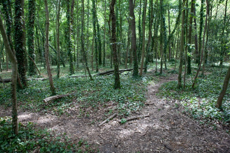 Bois De Boulogne, Bosquet