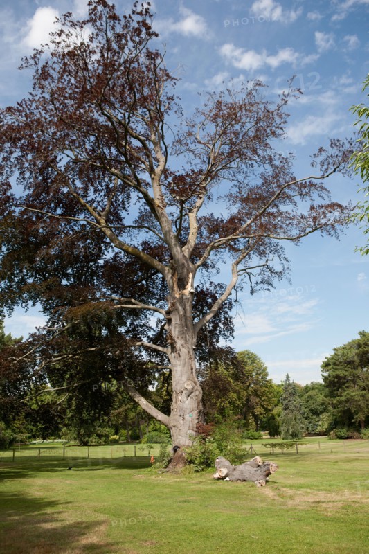 Bois De Boulogne, Le Pré Catelan