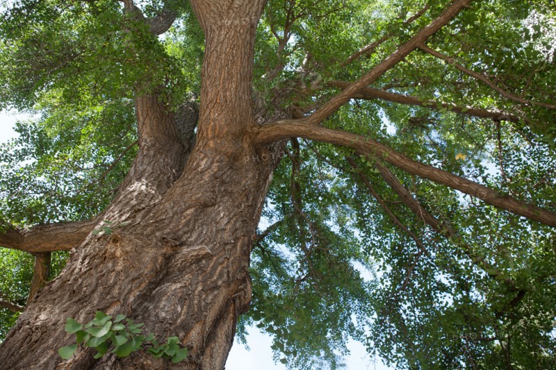Orée du Bois De Boulogne, Jardins Des Serres D'Auteuil