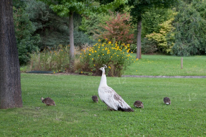 Neuilly sur Seine, Jardin d'Acclimatation