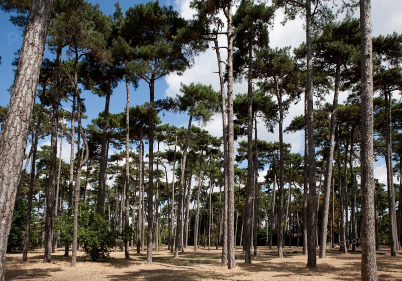 Mare de Saint James