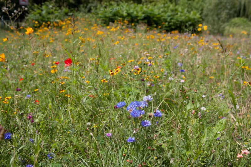 Etang De Suresnes, Fleurs Sauvages De La Prairie
