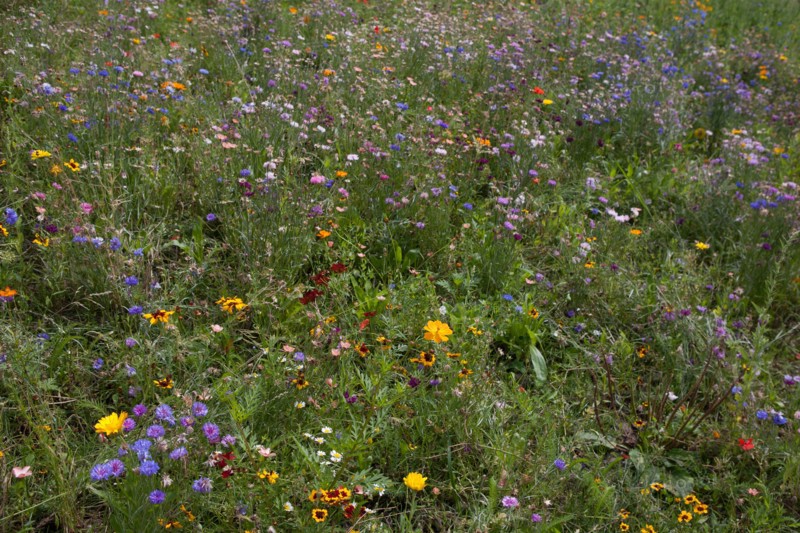 Etang De Suresnes, Fleurs Sauvages De La Prairie