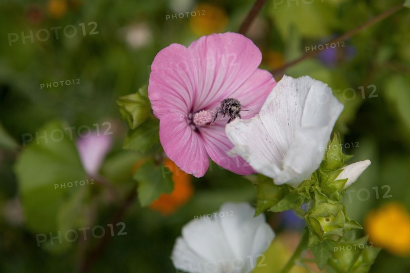 Etang De Suresnes, Fleurs Sauvages De La Prairie