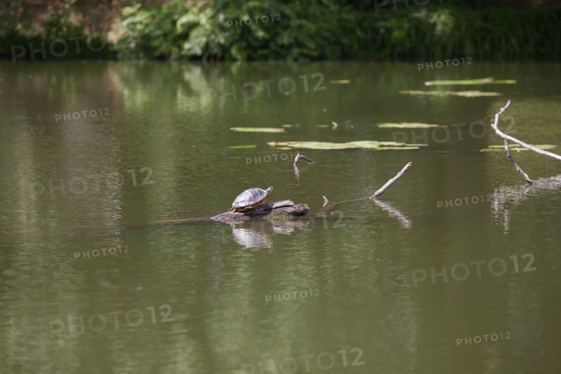 Etang De Suresnes, Tortue