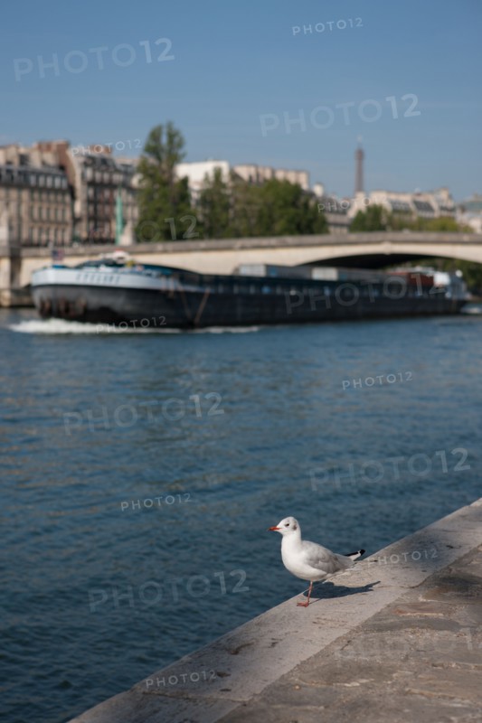 Quai Francois Mitterrand (Quai Des Tuileries) Berges de Seine, Mouette Et Péniche