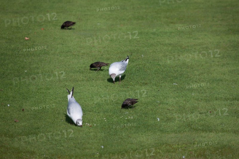 Jardin Des Tuileries,