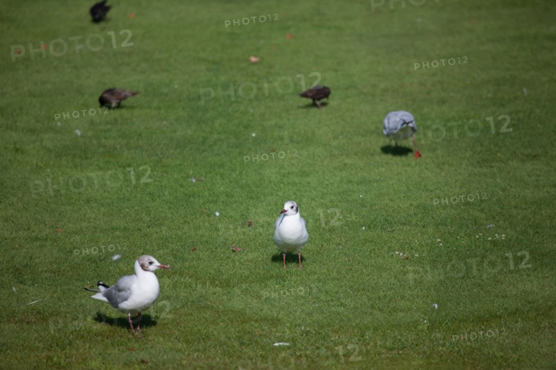 Jardin Des Tuileries,