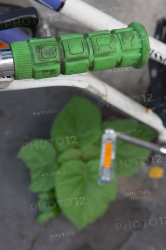 Ile de la Cité, Quai Des Orfevres Velo A Poignace Verte Et Feuilles Du Meme Vert