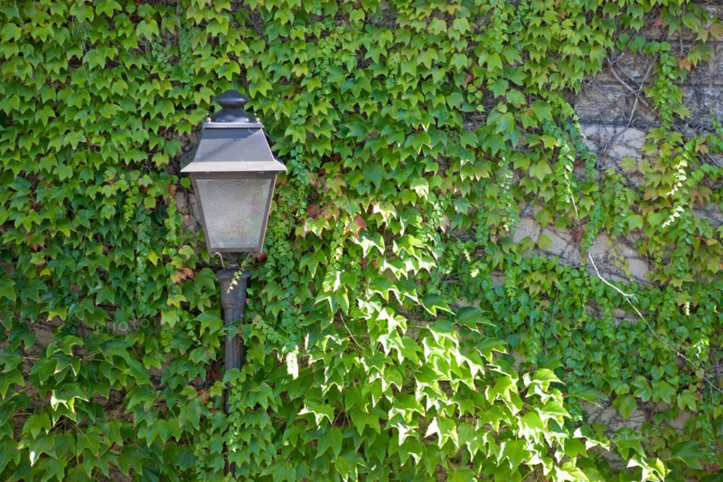 18e Arrondissement, Rue Saint Vincent