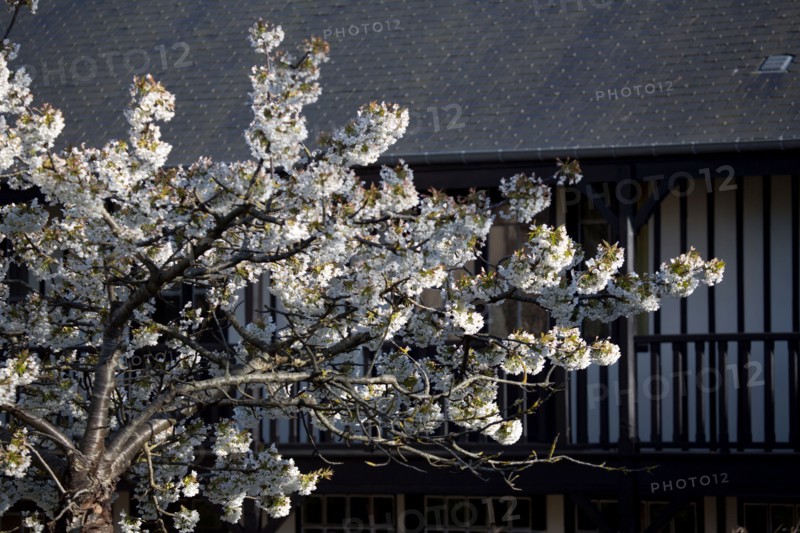 Cerisier en fleurs à Cabourg