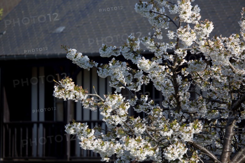 Cerisier en fleurs à Cabourg