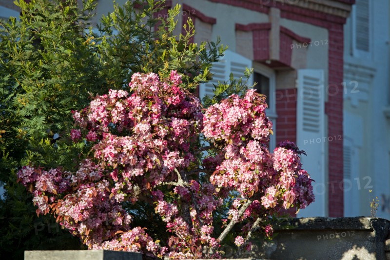 Cerisier en fleurs à Cabourg