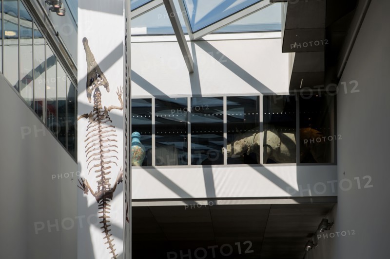Lyon, musee des Confluences