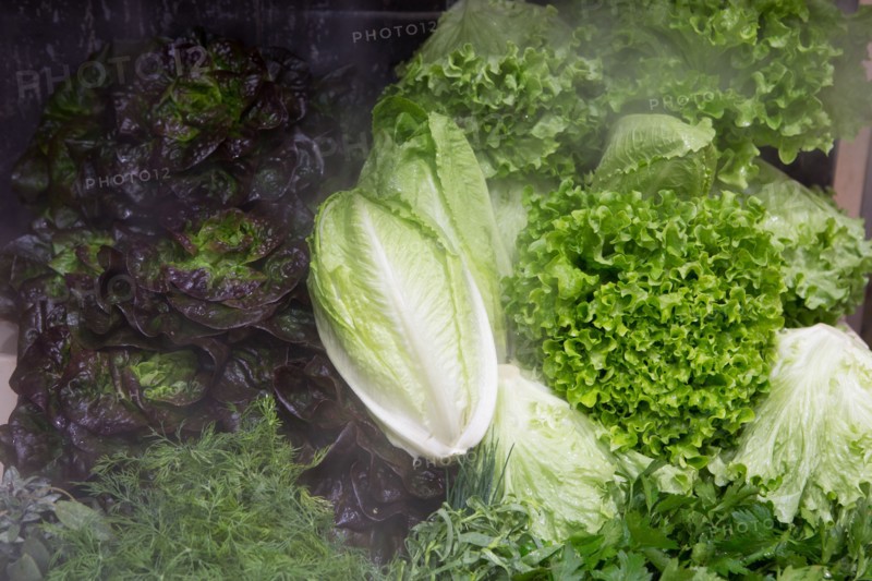 Salades sous brumisateur