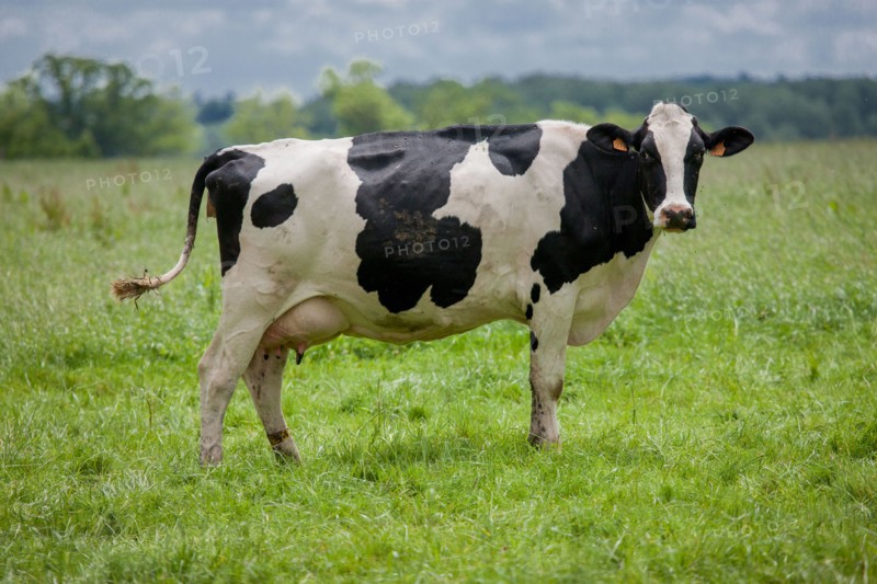 Cows in the Mont Saint-Michel bay