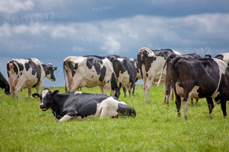 Vaches de Baie du Mont-Saint-Michel