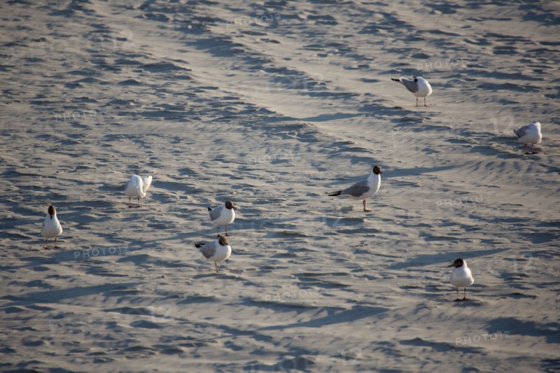 Berck Plage