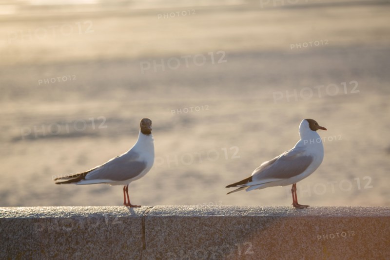 Berck Plage