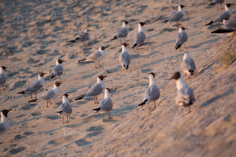 Berck Plage