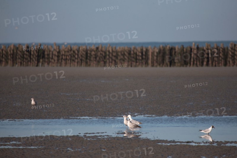 Quend, Somme