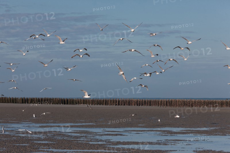 Quend, Somme
