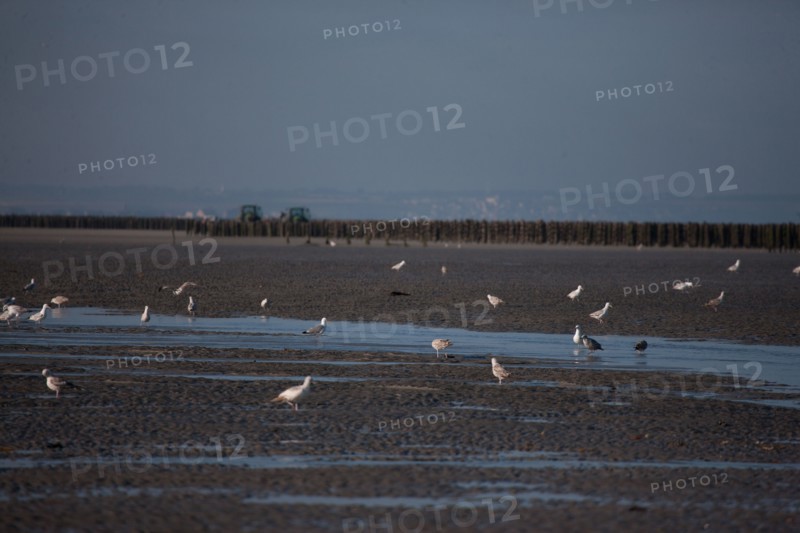 Quend, Somme