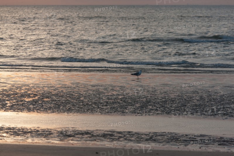 Trouville sur Mer, Kite surf au soleil couchant