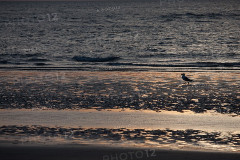 Trouville sur Mer, Kite surf au soleil couchant
