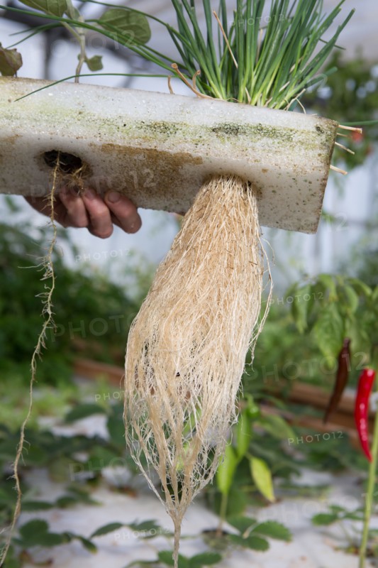 Jardin potager sous serre