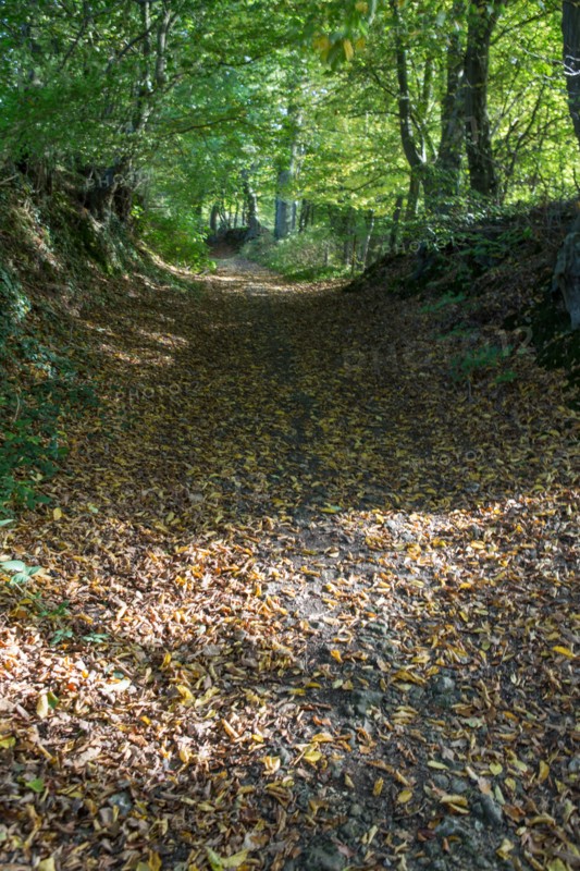 Terroir de caux