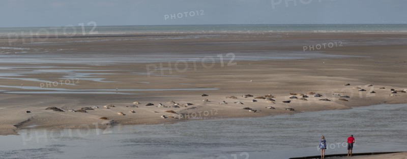Baie d'Authie (Pas-de-Calais, France)