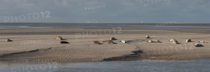 Baie d'Authie (Pas-de-Calais, France)