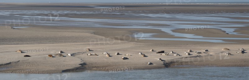 Baie d'Authie (Pas-de-Calais, France)