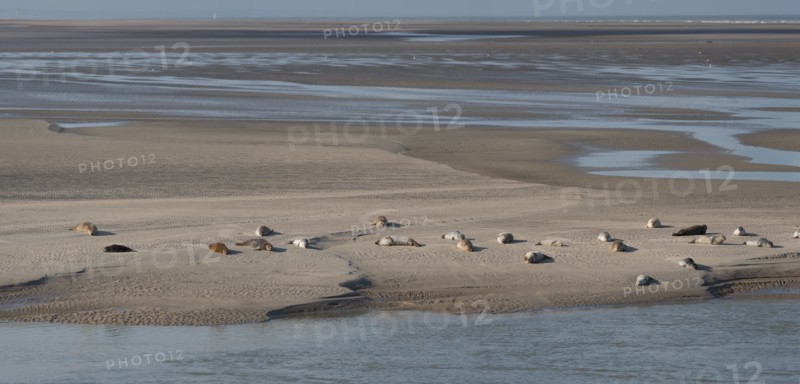 Baie d'Authie (Pas-de-Calais, France)