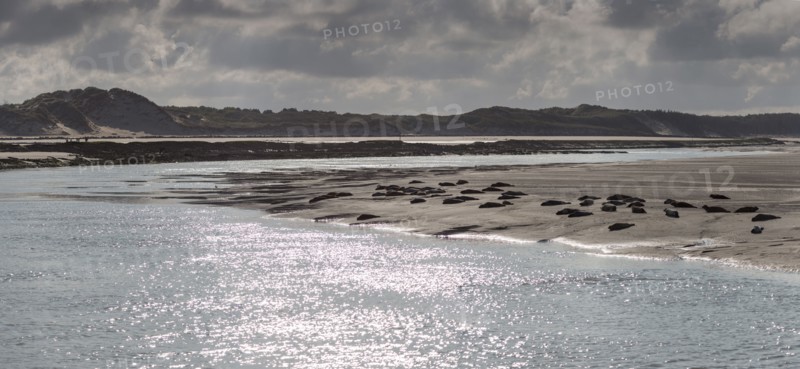 Baie d'Authie (Pas-de-Calais, France)