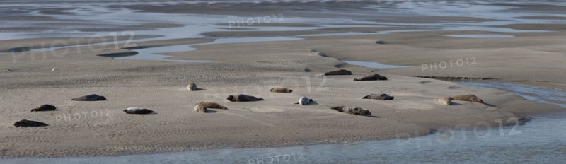 Baie d'Authie (Pas-de-Calais, France)