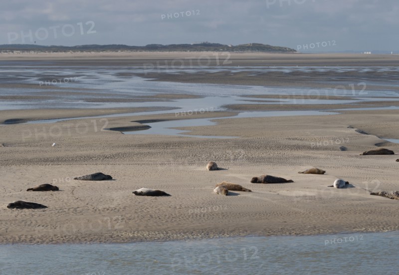 Baie d'Authie (Pas-de-Calais, France)