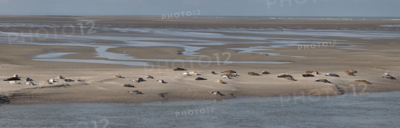 Baie d'Authie (Pas-de-Calais, France)