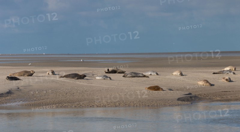Baie d'Authie (Pas-de-Calais, France)