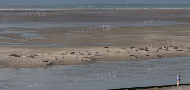 Baie d'Authie (Pas-de-Calais, France)