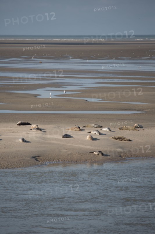 Baie d'Authie (Pas-de-Calais, France)