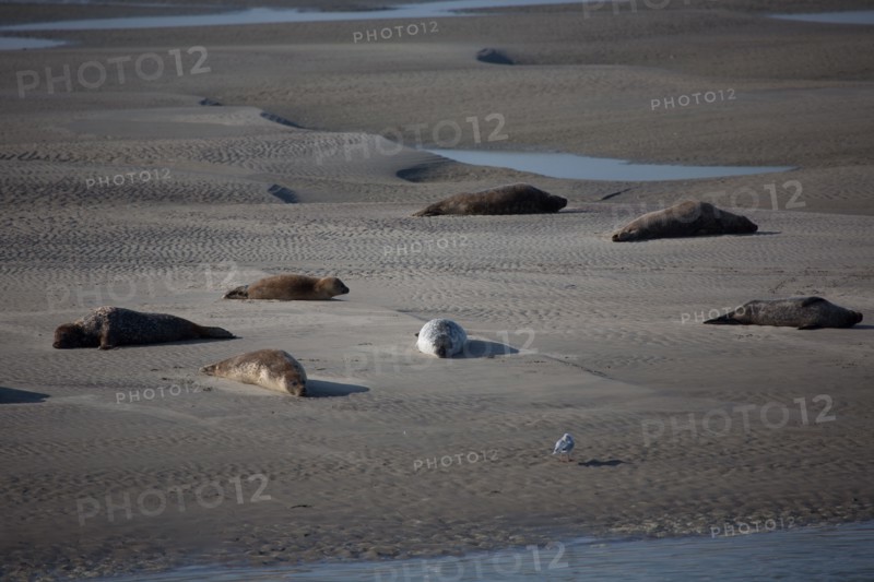 Baie d'Authie (Pas-de-Calais, France)