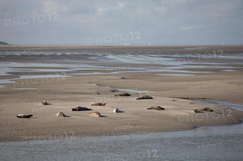 Baie d'Authie (Pas-de-Calais, France)