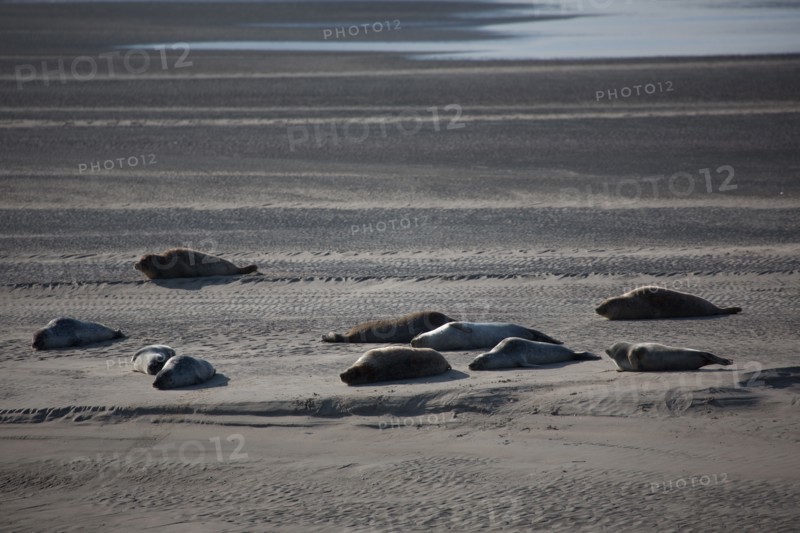 Baie d'Authie (Pas-de-Calais, France)