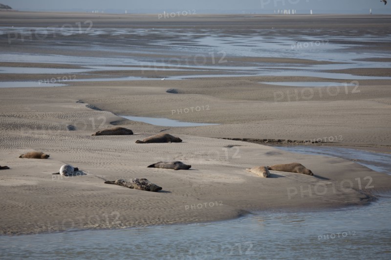 Baie d'Authie (Pas-de-Calais, France)