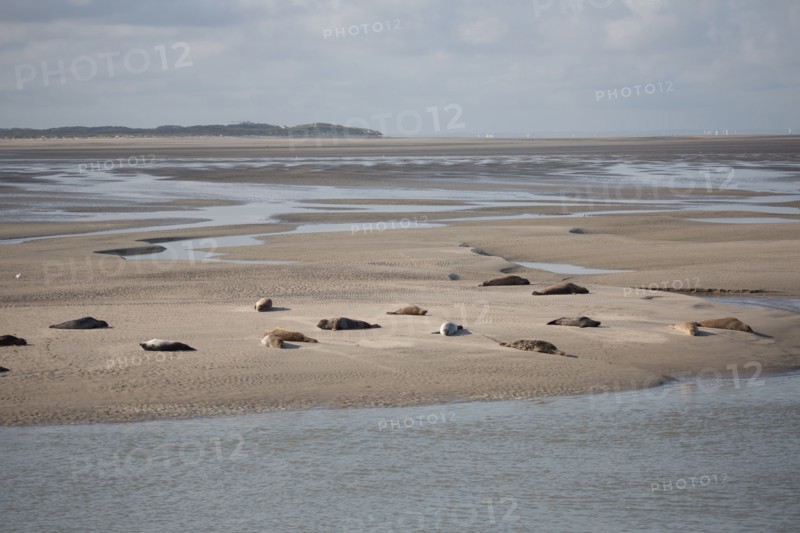 Baie d'Authie (Pas-de-Calais, France)