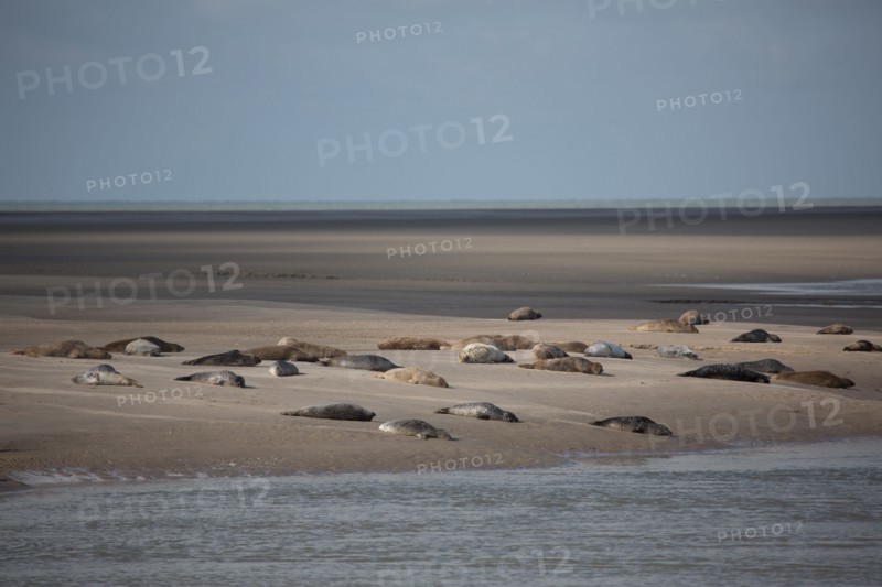 Baie d'Authie (Pas-de-Calais, France)