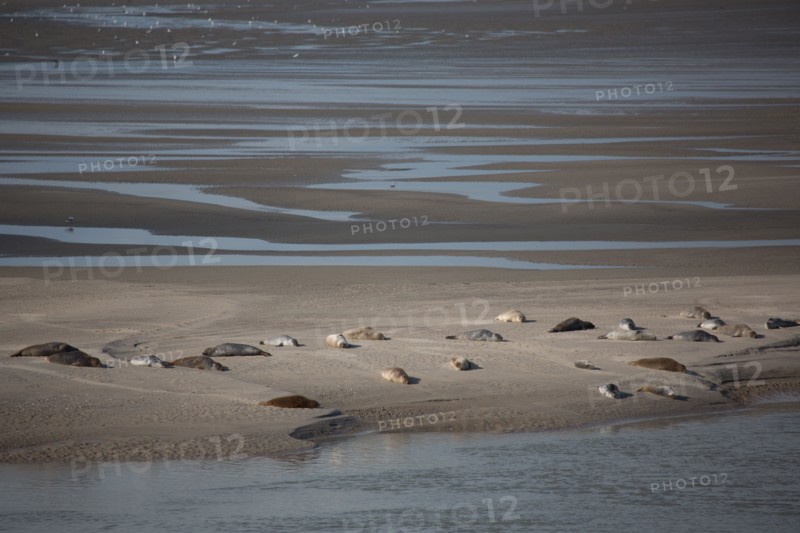 Baie d'Authie (Pas-de-Calais, France)